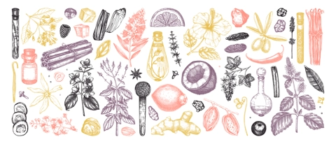Perfumery and cosmetics ingredients collection. Flower, fruit, spice, herb sketches.  Aromatic plants hand drawn vector illustration.